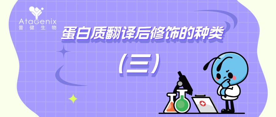 蛋白質(zhì)翻譯后修飾的種類與生物學意義（三）