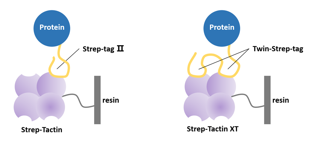 Strep標(biāo)簽純化原理
