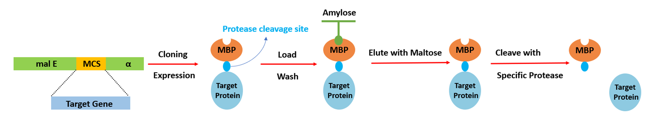 MBP標(biāo)簽純化原理